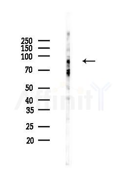 TRIAD3 Mouse Monoclonal Antibody - Western blot analysis of lysates from Mouse brain, using TRIAD3 Mouse Monoclonal Antibody at 1/1000 dilution.