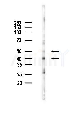 NSBP1 Mouse Monoclonal Antibody - Western blot analysis of lysates from Mouse brain, using NSBP1 Mouse Monoclonal Antibody at 1/1000 dilution.