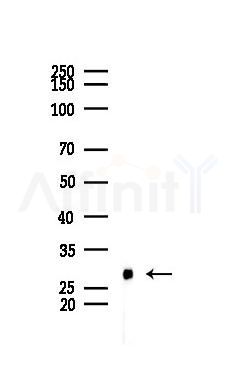 Phospho-HSP27 (Ser82) Mouse Monoclonal Antibody - Western blot analysis of lysates from HepG2 cells(heat-shock 45min treatment), using Phospho-HSP27 (Ser82) Mouse Monoclonal Antibody at 1/1000 dilution.