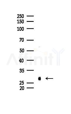 Phospho-HSP27 (Ser82) Mouse Monoclonal Antibody - Western blot analysis of lysates from Hela cells(UV 30min treatment), using Phospho-HSP27 (Ser82) Mouse Monoclonal Antibody at 1/1000 dilution.