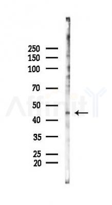 Phospho-VASP (Ser239) Mouse Monoclonal Antibody - Western blot analysis of lysates from Hela cells(UV 30min treatment), using Phospho-VASP (Ser239) Mouse Monoclonal Antibody at 1/1000 dilution.