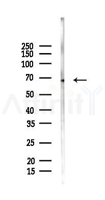 INT11 Mouse Monoclonal Antibody - Western blot analysis of lysates from K562 cells(heat-shock 45min treatment), using INT11 Mouse Monoclonal Antibody at 1/1000 dilution.
