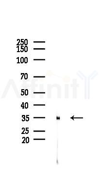 EFHD2 Mouse Monoclonal Antibody - Western blot analysis of lysates from RAW264.