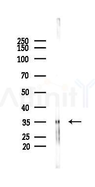 EFHD2 Mouse Monoclonal Antibody - Western blot analysis of lysates from Mouse brain, using EFHD2 Mouse Monoclonal Antibody at 1/1000 dilution.