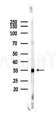 CCNO Mouse Monoclonal Antibody - Western blot analysis of lysates from Rat liver, using CCNO Mouse Monoclonal Antibody at 1/1000 dilution.