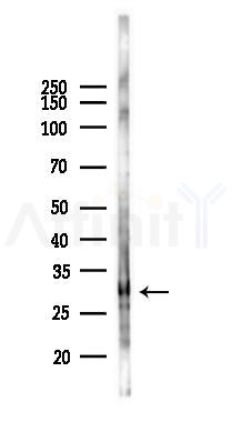 Histone H1.3 Mouse Monoclonal Antibody - Western blot analysis of lysates from K562 cells(heat-shock 45min treatment), using Histone H1.