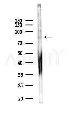 Hsp90 alpha Mouse Monoclonal Antibody - Western blot analysis of lysates from HUVEC cells(LPS 4h treatment), using Hsp90 alpha Mouse Monoclonal Antibody at 1/1000 dilution.