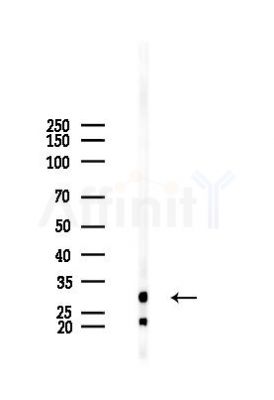 14-3-3 theta Mouse Monoclonal Antibody - Western blot analysis of lysates from Mouse liver, using 14-3-3 theta Mouse Monoclonal Antibody at 1/1000 dilution.