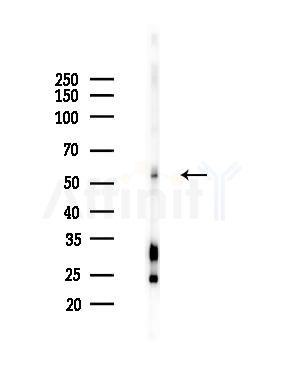 MAGE2 Antibody - Western blot analysis of lysates from Rat testis, using MAGE2 Antibody at 1/1000 dilution.