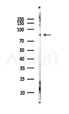 ZNF786 Antibody - Western blot analysis of lysates from Mouse testis, using ZNF786 Antibody at 1/1000 dilution.
