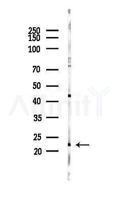CYBA Antibody - Western blot analysis of lysates from Mouse testis, using CYBA Antibody at 1/1000 dilution.