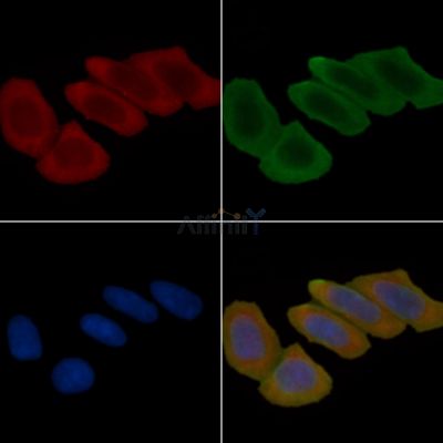 PCTK2 Antibody - DF10139 staining Hela cells(45min of heat-shock treatment) by IF/ICC.