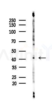 TSSK1 Antibody - Western blot analysis of lysates from 293 cells(starvation 24h treatment), using TSSK1 Antibody at 1/1000 dilution.
