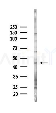 OPTC Antibody - Western blot analysis of lysates from PC12 cells(starvation 24h treatment), using OPTC Antibody at 1/1000 dilution.