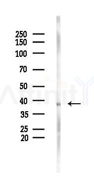 Glycophorin A Antibody - Western blot analysis of lysates from Mouse liver, using Glycophorin A Antibody at 1/1000 dilution.