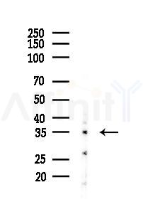 OR4A47 Antibody - Western blot analysis of lysates from Rat liver, using OR4A47 Antibody at 1/1000 dilution.