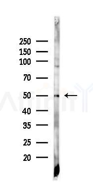 CtBP1/2 Antibody - Western blot analysis of lysates from Mouse testis, using CtBP1/2 Antibody at 1/1000 dilution.