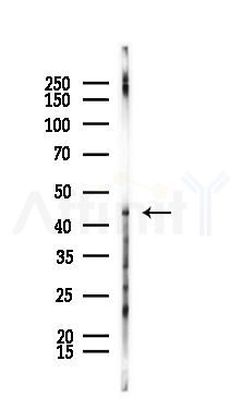 HLAE Antibody - Western blot analysis of lysates from Mouse brain, using HLAE Antibody at 1/1000 dilution.