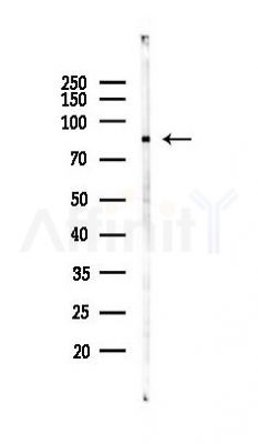 YME1L1 Antibody - Western blot analysis of lysates from COLO205 cells(starvation 24h treatment), using YME1L1 Antibody at 1/1000 dilution.