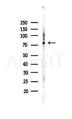 Kindlin 2 Antibody - Western blot analysis of lysates from Mouse brain, using Kindlin 2 Antibody at 1/1000 dilution.