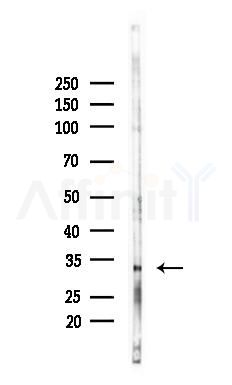 Syntaxin 11 Antibody - Western blot analysis of lysates from PC12 cells(starvation 24h treatment), using Syntaxin 11 Antibody at 1/1000 dilution.
