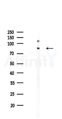 VNN1 Antibody - Western blot analysis of lysates from Rat brain, using VNN1 Antibody at 1/1000 dilution.