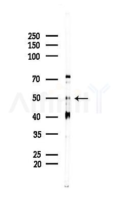 Antizyme inhibitor 1 Antibody - Western blot analysis of lysates from Rat lung, using Antizyme inhibitor 1 Antibody at 1/1000 dilution.