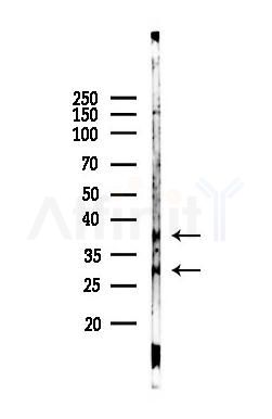 ASRGL1 Antibody - Western blot analysis of lysates from Mouse brain, using ASRGL1 Antibody at 1/1000 dilution.