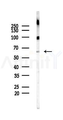 E2F3 Antibody - Western blot analysis of lysates from 293 cells(LPS 4h treatment), using E2F3 Antibody at 1/1000 dilution.
