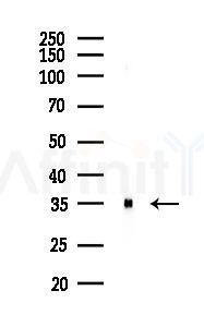 xCT Antibody - Western blot analysis of lysates from Rat brain, using xCT Antibody at 1/1000 dilution.