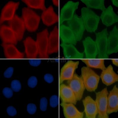 PERM Antibody - DF12528 staining Hela cells(30min of UV treatment) by IF/ICC.