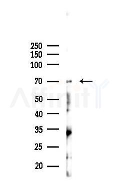 DARS2 Antibody - Western blot analysis of lysates from HUVEC cells(starvation 24h treatment), using DARS2 Antibody at 1/1000 dilution.