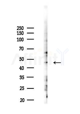 HMG20A Antibody - Western blot analysis of lysates from Hela cells(LPS 4h treatment), using HMG20A Antibody at 1/1000 dilution.