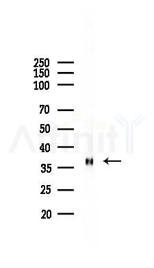 MFAP4 Antibody - Western blot analysis of lysates from Mouse lung, using MFAP4 Antibody at 1/1000 dilution.