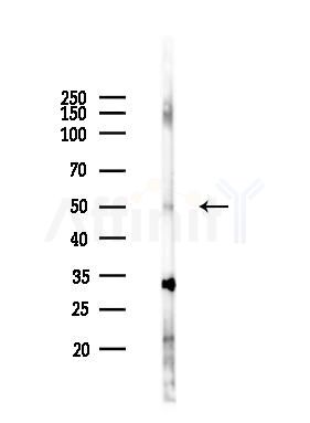 PDE7B Antibody - Western blot analysis of lysates from Rat muscle, using PDE7B Antibody at 1/1000 dilution.