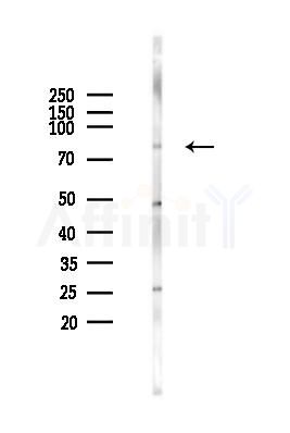 TNIP1 Antibody - Western blot analysis of lysates from Mouse muscle, using TNIP1 Antibody at 1/1000 dilution.