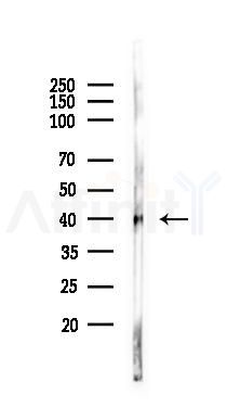 AMD1 Antibody - Western blot analysis of lysates from Rat lung, using AMD1 Antibody at 1/1000 dilution.