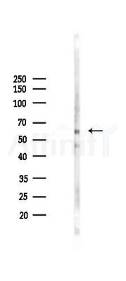 APPBP1 Antibody - Western blot analysis of lysates from 293 cells(LPS 4h treatment), using APPBP1 Antibody at 1/1000 dilution.