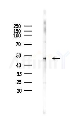 BTN3A1 Antibody - Western blot analysis of lysates from Mouse muscle, using BTN3A1 Antibody at 1/1000 dilution.