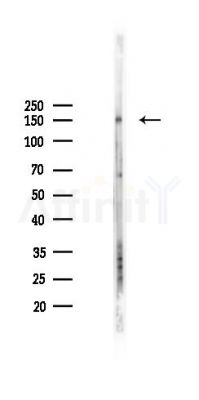CAPRIN2 Antibody - Western blot analysis of lysates from 293 cells(LPS 4h treatment), using CAPRIN2 Antibody at 1/1000 dilution.