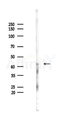 DDAH2 Antibody - Western blot analysis of lysates from Rat testis, using DDAH2 Antibody at 1/1000 dilution.
