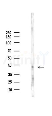 DDAH2 Antibody - Western blot analysis of lysates from 293 cells(LPS 4h treatment), using DDAH2 Antibody at 1/1000 dilution.