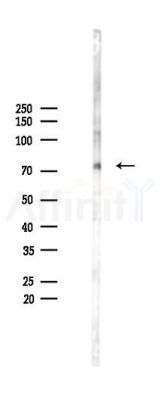 DDHD2 Antibody - Western blot analysis of lysates from 293 cells(LPS 4h treatment), using DDHD2 Antibody at 1/1000 dilution.