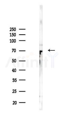 ERO1L Antibody - Western blot analysis of lysates from RAW264.