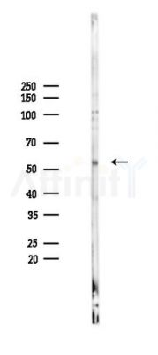 ESRRG Antibody - Western blot analysis of lysates from 293 cells(LPS 4h treatment), using ESRRG Antibody at 1/1000 dilution.