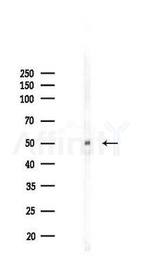 INTS12 Antibody - Western blot analysis of lysates from RAW264.