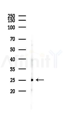 MFAP5 Antibody - Western blot analysis of lysates from Mouse kidney, using MFAP5 Antibody at 1/1000 dilution.
