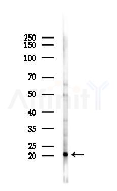 MFAP5 Antibody - Western blot analysis of lysates from 293 cells(LPS 4h treatment), using MFAP5 Antibody at 1/1000 dilution.