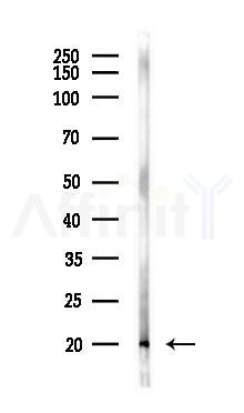 MMS2 Antibody - Western blot analysis of lysates from Mouse lung, using MMS2 Antibody at 1/1000 dilution.