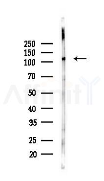 MYO1E Antibody - Western blot analysis of lysates from 293 cells(LPS 4h treatment), using MYO1E Antibody at 1/1000 dilution.